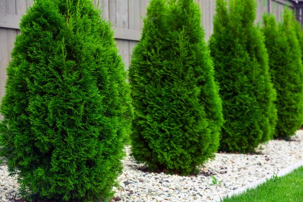 Arborvitae Planting in Reno