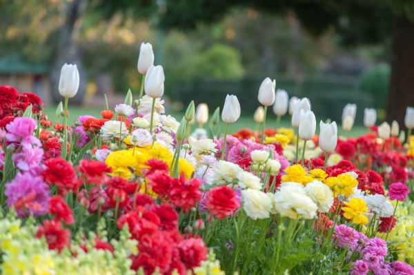 Gardening Service in Reno