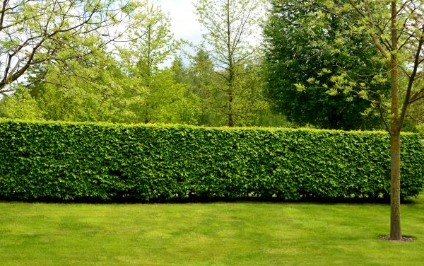 Hedge Planting in Reno
