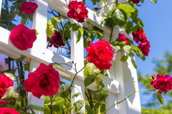 Home Gardening Service in Reno