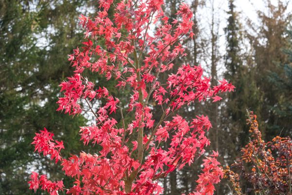 Japanese Maple Planting in Reno