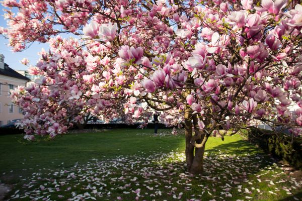 Magnolia Tree Planting in Reno