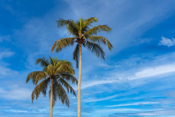 Palm Tree Planting in Reno