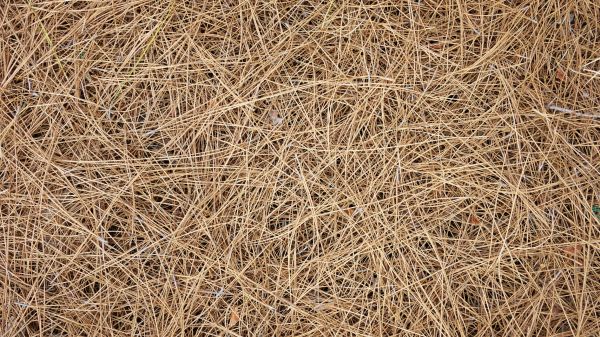 Pine Needles Delivery in Reno