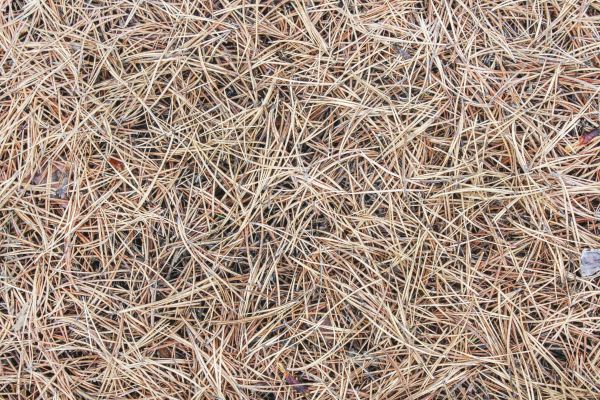 Pine Straw Installation in Reno