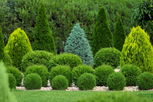 Shrub Replacement in Reno