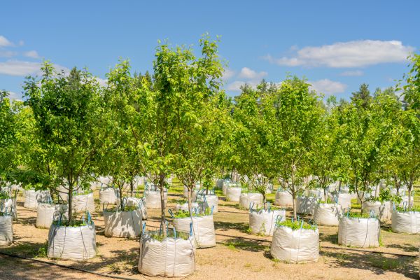 Tree Planting Service in Reno