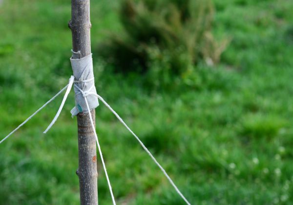 Tree Staking Service in Reno