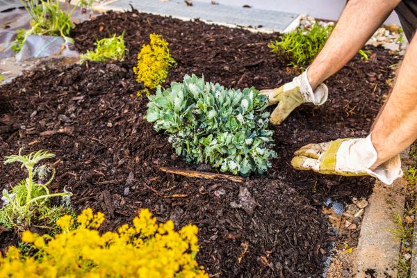 Weeding And Mulching in Reno