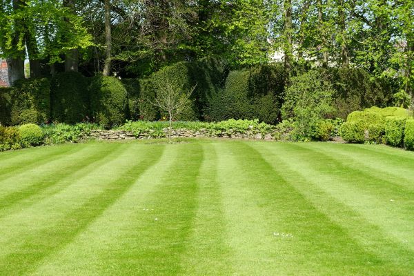 Lawn Renovation in Reno