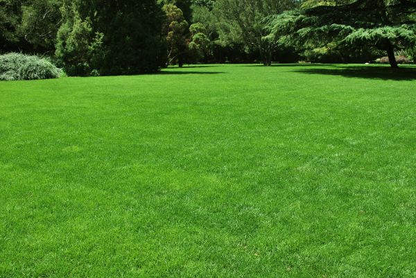 Lawn Landscaping in Reno
