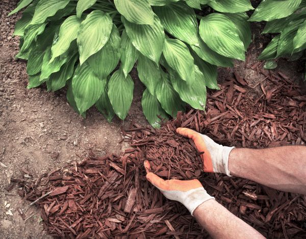 Shredded Mulch Service in Reno
