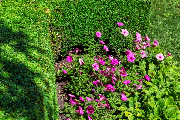 Softscaping Service in Reno