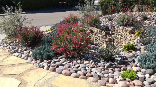 Xeriscape Landscaping in Reno