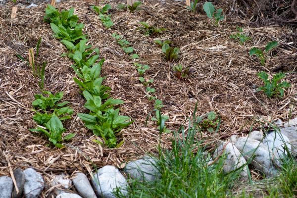 Mulch Service in Reno