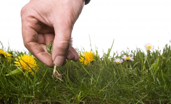 Lawn Weeding in Reno