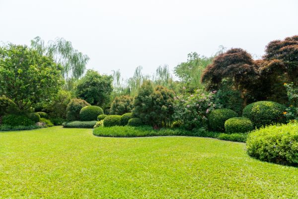 Tree Landscaping in Reno