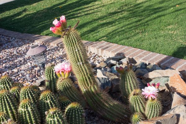 Desert Landscaping in Reno