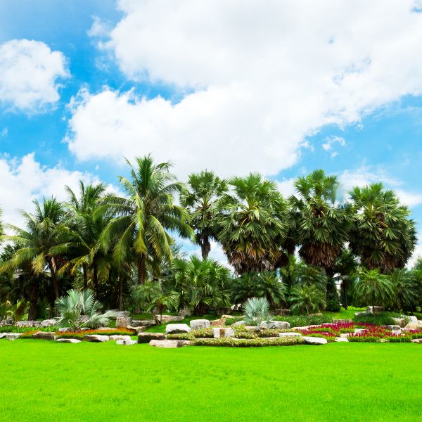 Tropical Landscaping in Reno