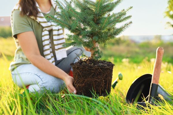 Spruce Tree Planting in Reno