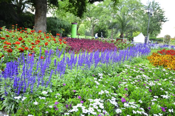 Perennials Planting in Reno