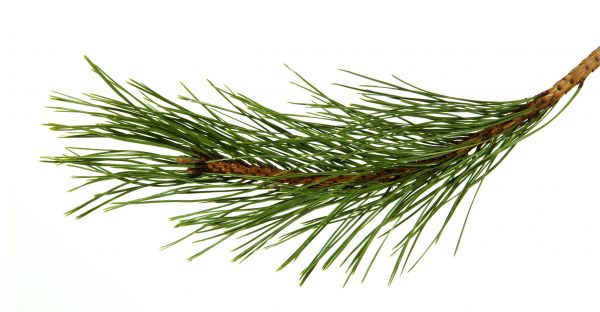 Pine Needles Installation in Reno
