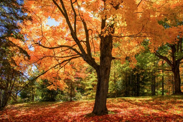 Maple Tree Planting in Reno