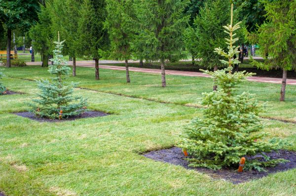Privacy Trees Planting in Reno