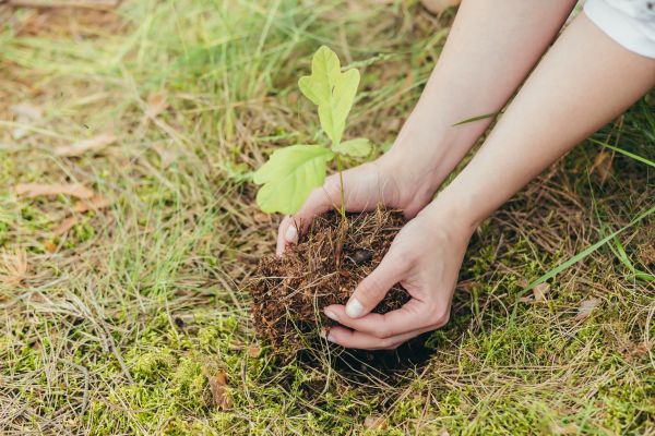 Oak Tree Planting in Reno