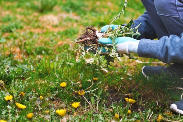 Flower Bed Clearing in Reno