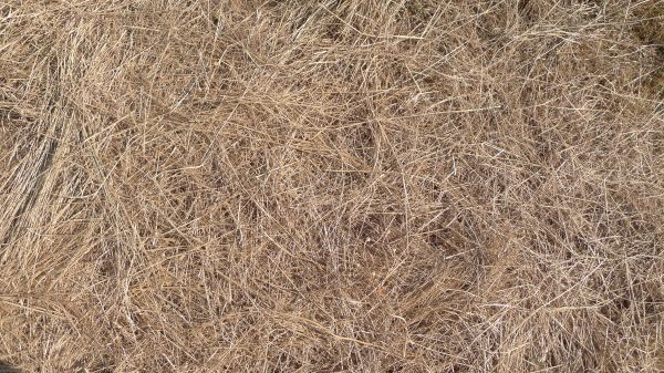 Pine Straw Replacement in Reno