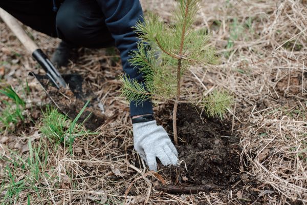 Pine Tree Planting in Reno