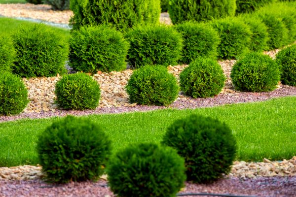 Bush Replacement in Reno