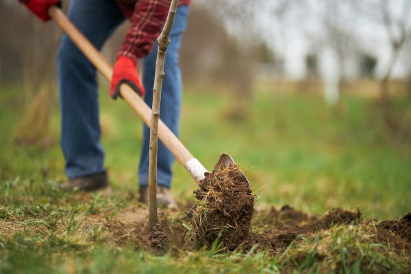 Trees Planting in Reno