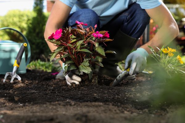 Plant Replacement in Reno