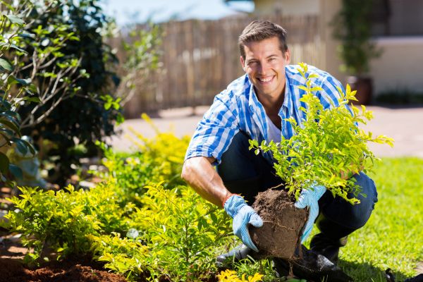 Shrub Landscaping in Reno