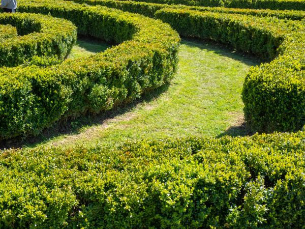 Bush Landscaping in Reno