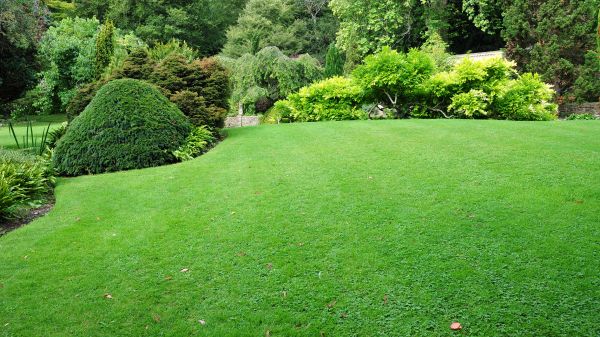 Commercial Landscape Design in Reno