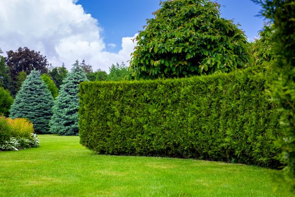 Hedge Landscaping in Reno