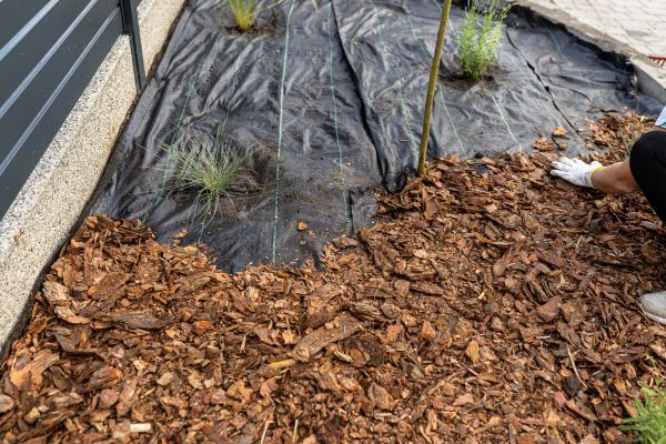 Pine Bark Spreading in Reno