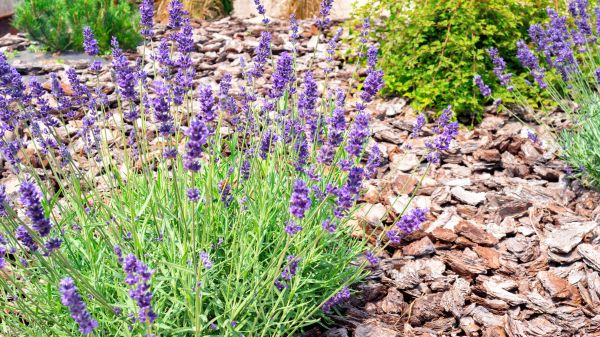 Pine Bark Landscaping in Reno