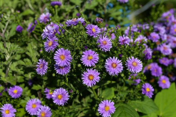 Perennial Flower Planting in Reno