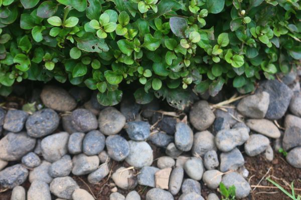 River Stone Installation in Reno