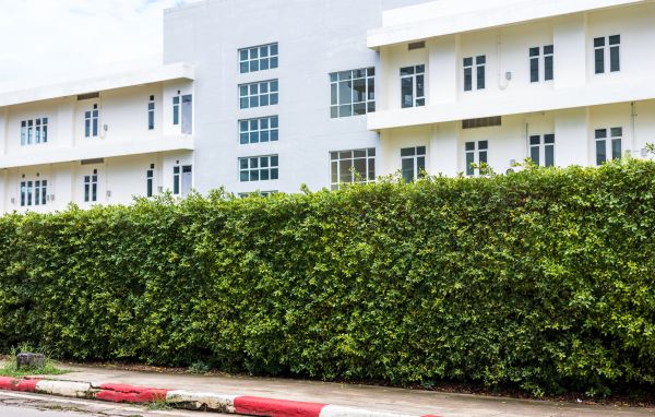 Privacy Landscaping in Reno