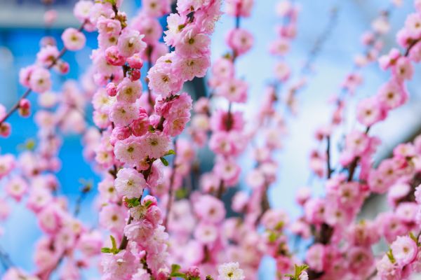 Japanese Cherry Tree Planting in Reno