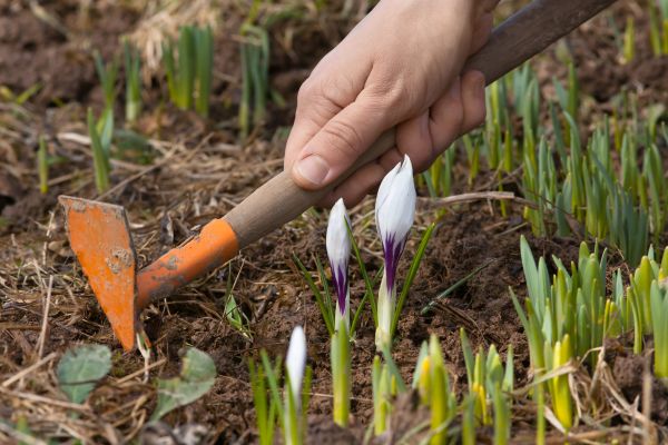 Flower Garden Weeding in Reno