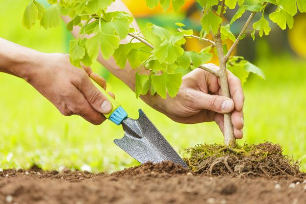 Fruit Tree Planting in Reno