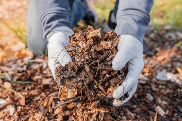 Shredded Mulch Installation in Reno
