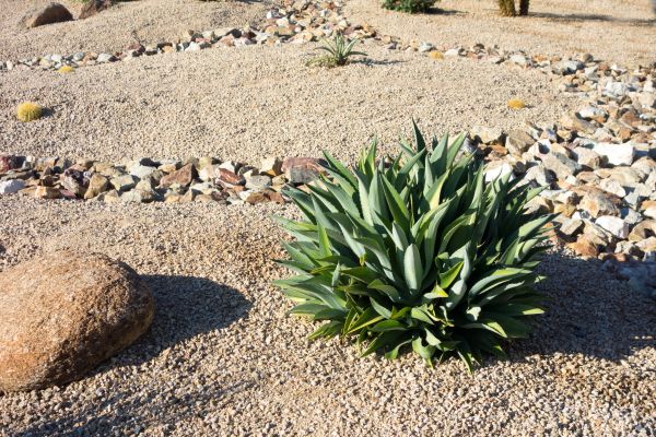 Xeriscaping Service in Reno