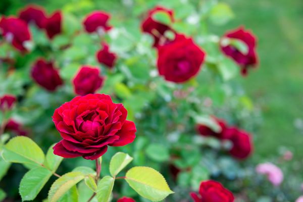 Rose Planting in Reno